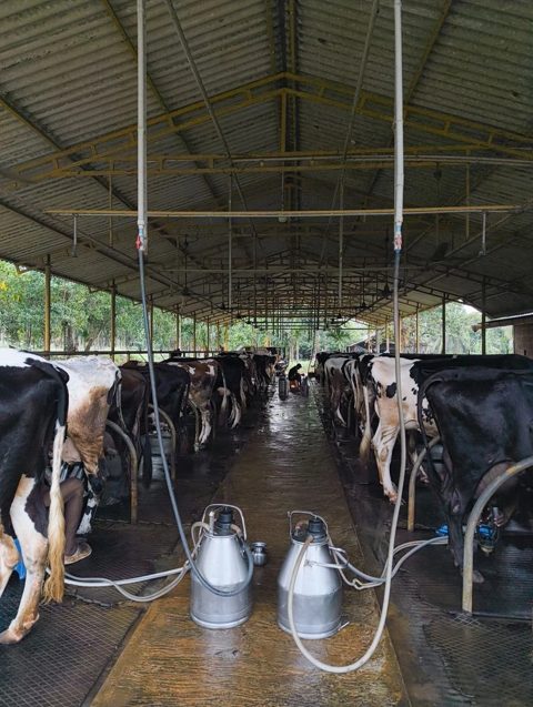 Hygienic milking shed with steel milk cans