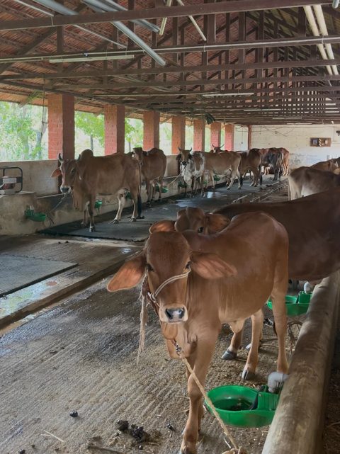Calf and cows in a clean, open dairy shed