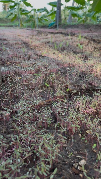 Young keerai seedlings sprouting in the soil