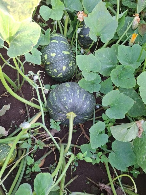 Pumpkins growing on the vine at Kaapiyam Organic Farm